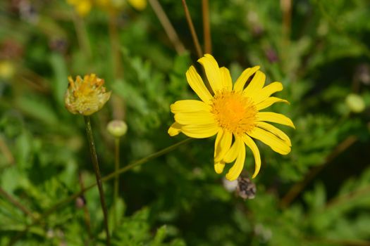 Marguerite Jamaica Primrose - Latin name - Argyranthemum frutescens Jamaica Primrose