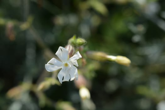 White campion flower - Latin name - Silene paradoxa