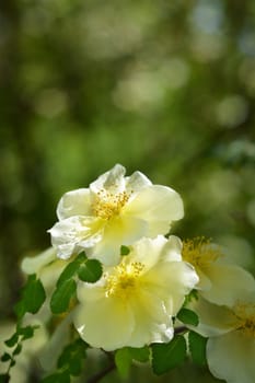 Golden rose of China - Latin name - Rosa hugonis