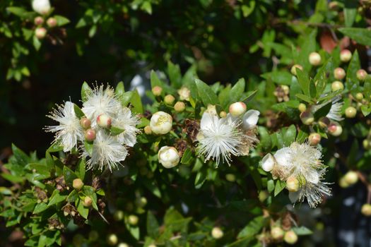 Dwarf Sweet Myrtle - Latin name - 