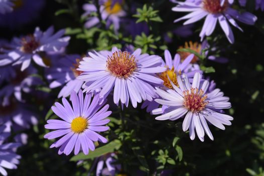 Aster Professor Kippenberg - Latin name - Aster dumosus Professor Kippenberg