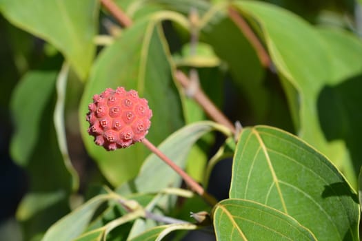 Kousa dogwood Madame Butterfly - Latin name - Cornus kousa Madame Butterfly