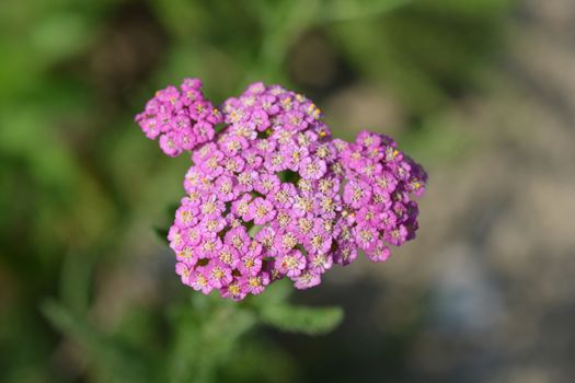 Summer Pastels yarrow - Latin name - Achillea millefolium Summer Pastels