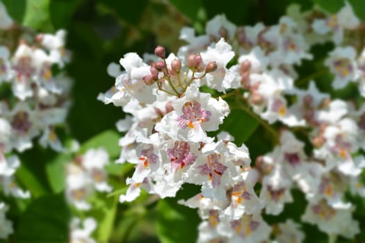 Southern catalpa flower close up - Latin name - Catalpa bignonioides