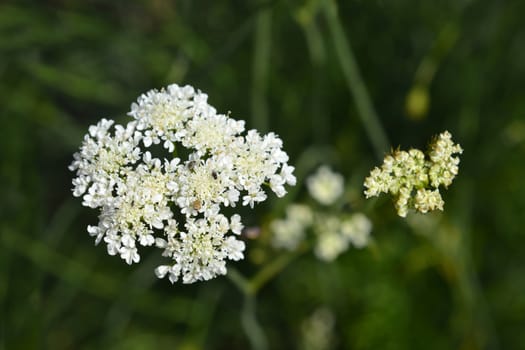 Close up of corky-fruited water-dropwort white flower - Latin name - Oenanthe pimpinelloides