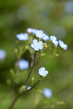 Siberian bugloss - Latin name - Brunnera macrophylla