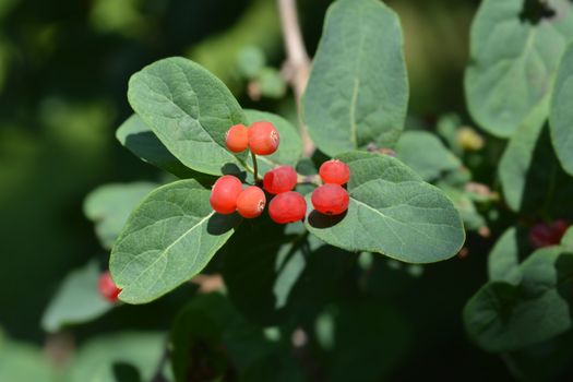 Morrows honeysuckle red berries - Latin name - lonicera morrowii