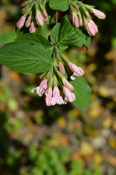 Japanese weigela pale pink flowers - Latin name - Weigela japonica var. sinica