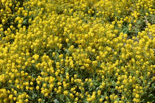 Basket-of-Gold Alyssum - Latin name - Aurinia saxatilis Compacta