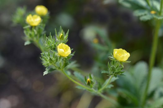 Sulphur cinquefoil yellow flower - Latin name - Potentilla recta