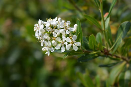 Cloven gum box white flower buds - Latin name - Escallonia bifida
