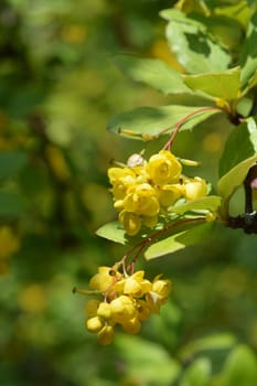 Himalayan Barberry - Latin name - Berberis umbellata