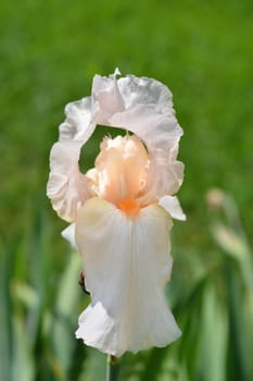 Tall bearded Girl friday iris flower - Latin name - Iris barbata elatior Girl friday