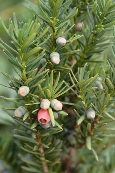 Hicks Hybrid Yew - Latin name - Taxus * media Hicksii