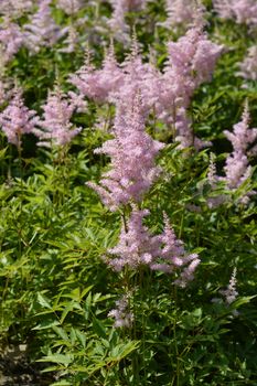 Astilbe Gertrud Brix - Latin name - Astilbe arendsii Gertrud Brix