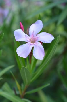 Common oleander pale pink flower - Latin name - Nerium oleander