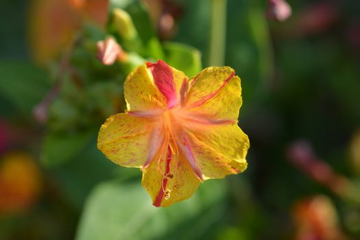 Marvel of Peru - Latin name - Mirabilis jalapa