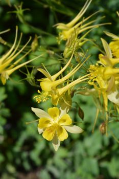 Golden columbine - Latin name - Aquilegia chrysantha