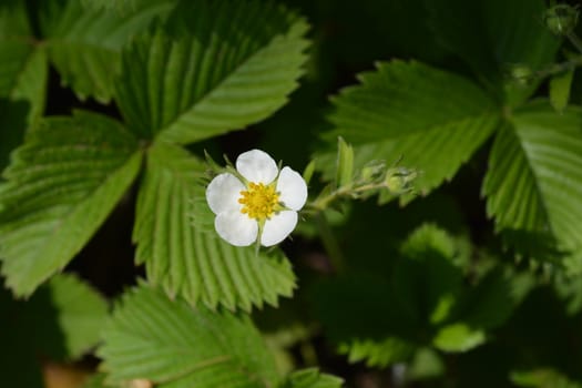 Wild strawberry flower - Latin name - Fragaria vesca