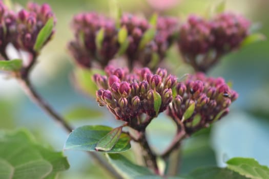 Rose glorybower flower buds - Latin name - Clerodendrum bungei