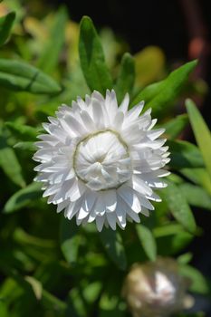 White strawflower - Latin name - Xerochrysum bracteatum (Helichrysum bracteatum)