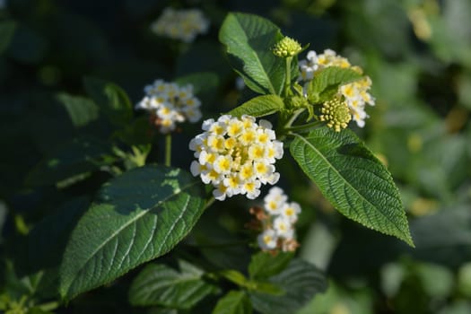 White and yellow shrub verbena flower - Latin name - Lantana camara