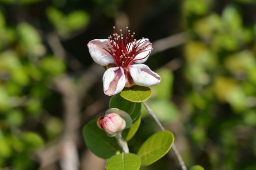 Feijoa flowers close up - Latin name - Acca sellowiana