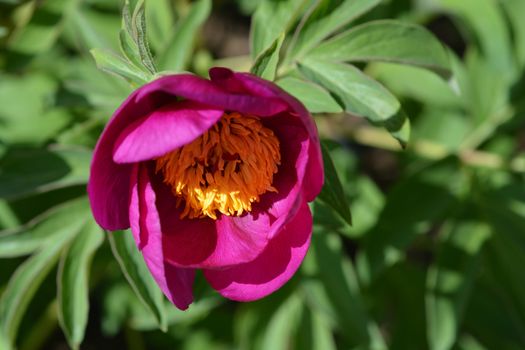 Pink low peony - Latin name - Paeonia humilis var. villosa