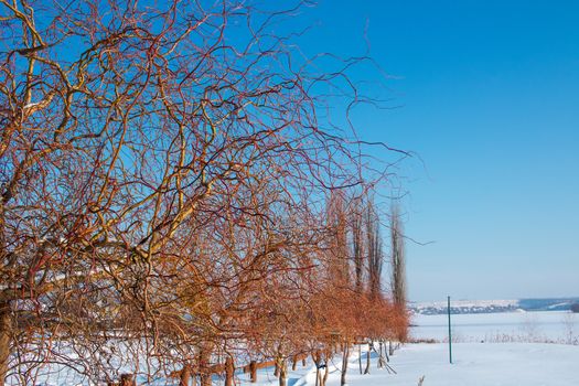 Winter frozen snowee paysage landscape of naked trees with red branches
