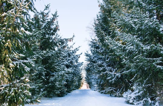 Winter conftiterous fir forest alley on sunny day and white snow