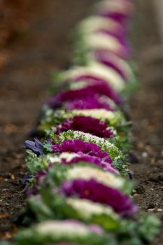 Pink and white decorative cabbages. Blooming flowers. White and purple flowers garland. Garden with white and violet cabbages. Garden flowers. Nature flower. Flowers in garden. 