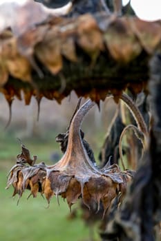 Background with deflorate sunflowers. Last year's sunflowers in spring day. Withered sunflower. Frozen sunflower on field in Latvia. Closeup of deflorate, withered sunflower.