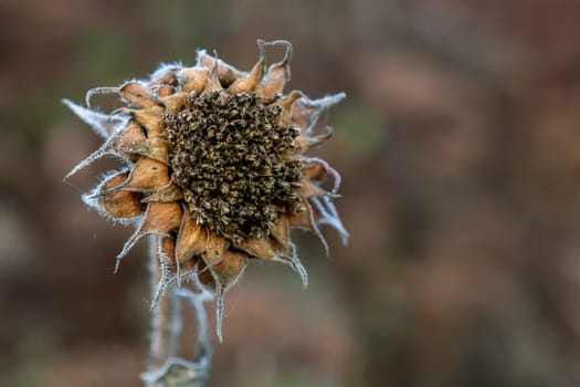 Background with deflorate sunflower. Sunflower in autumn day. Withered sunflower. Frozen sunflower on gray field in Latvia. Closeup of deflorate, withered sunflower.