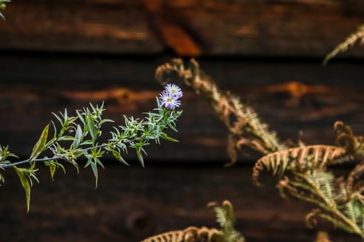 Flower on wooden background. Violet flower next to a wooden wall. Wild flowers in Latvia. Nature flower.