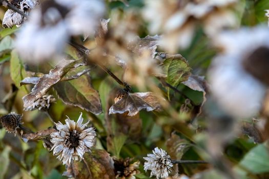 Background with deflorate flowers. Last year's flowers in spring day. Withered flower. Frozen flower on field in Latvia. Withered frost flowers as background.