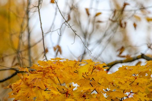 Autumn maple leaves in Sigulda, Latvia.  Branch with yellow leaves on sky background in autumn day.