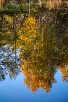 View on autumn landscape of river and trees in sunny day. Forest on river coast in autumn day. Reflection of autumn trees in water. Trees with orange, green and yellow leaves near the river Memele. Autumn in Latvia. Autumn landscape with colorful trees and reflection in river. 