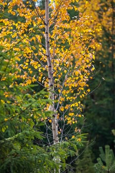 Birch with yellow leaves among green fir trees.  Golden autumn birch tree. Golden colored birch in green spruce trees forest. Autumn in Latvia. Autumn scene with colorful autumn trees in sunny autumn day.