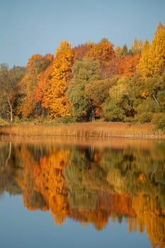 View on autumn landscape of river and trees in sunny day. Forest on river coast in autumn day. Reflection of autumn trees in water. Trees with orange, green and yellow leaves near the river Memele. Autumn in Latvia. Autumn landscape with colorful trees and reflection in river. 