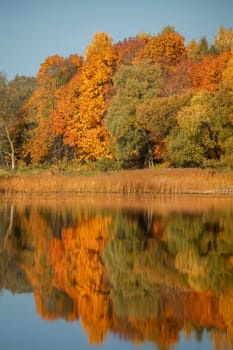 View on autumn landscape of river and trees in sunny day. Forest on river coast in autumn day. Reflection of autumn trees in water. Trees with orange, green and yellow leaves near the river Memele. Autumn in Latvia. Autumn landscape with colorful trees and reflection in river. 