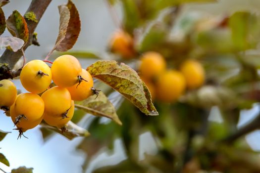 Small paradise apples among the leaves on a tree branch. Yellow apples on tree branch. Paradise apples on tree. Apples in garden. Autumn fruits in Latvia. Branch with yellow Paradise apples in autumn day.