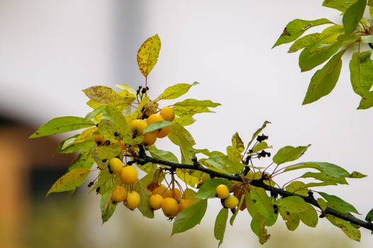 Small paradise apples among the leaves on a tree branch. Yellow apples on tree branch. Paradise apples on tree. Apples in garden. Autumn fruits in Latvia. Branch with yellow Paradise apples in autumn day.