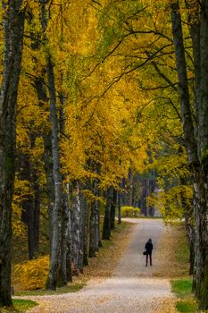 Autumn in city park. Colorful leaves in sun light. One man in birch alley. Birches with yellow and green leaves in autumn day. Beauty nature scene at fall season. Autumn in Open Air museum, Latvia. Autumn park scene with colorful autumn trees in sunny autumn day.