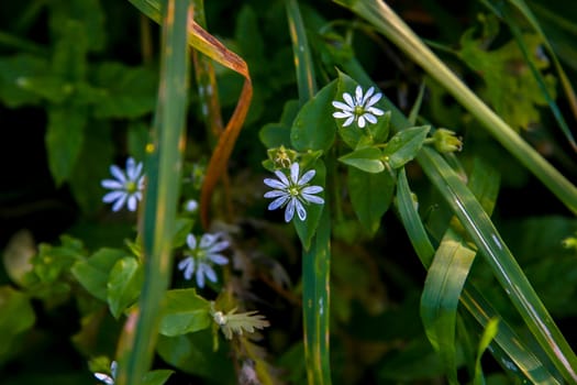 Blooming flowers. Blue flowers on green grass.  Meadow with rural flowers. Wild flowers. Nature blue flower. Flowers on field. Blue flowers on meadow as background.