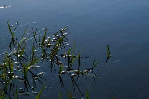 Closeup view of grass in the water. River with green grass in Latvia. Green grass on river surface as background. 