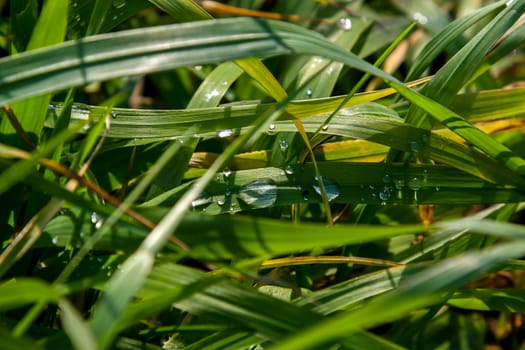 Close up of fresh thick grass with water drops after the rain. Dew drops on green grass in Latvia. Background of wet grass. Field after rain. Closeup of grass with rain drops as background.