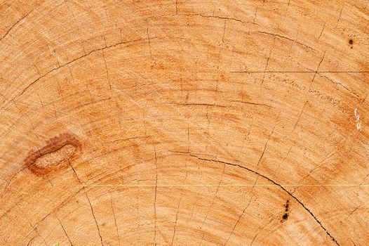 Carpenters cut wood with coy before use.