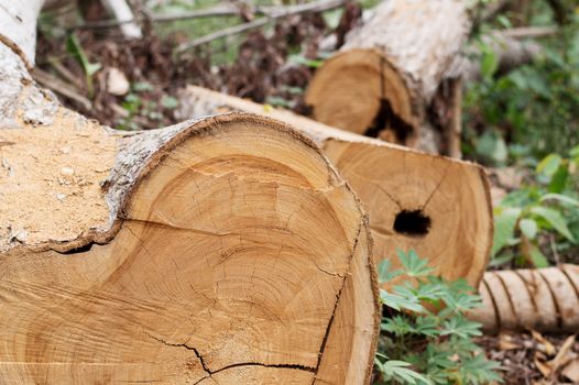 These tree trunks have been cited for the boards.