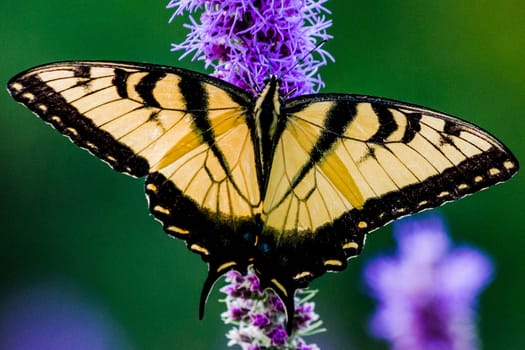 Western Tiger Swallowtail Butterfly on purple flower with green background