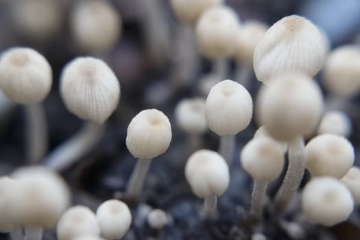 Very small inedible mushrooms of milky white color on a bed against a dark background